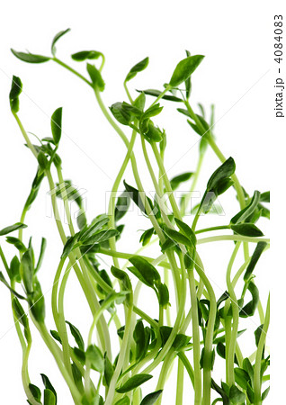 Green sprouts on white background 4084083