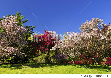 Blooming fruit trees in spring park 4084181