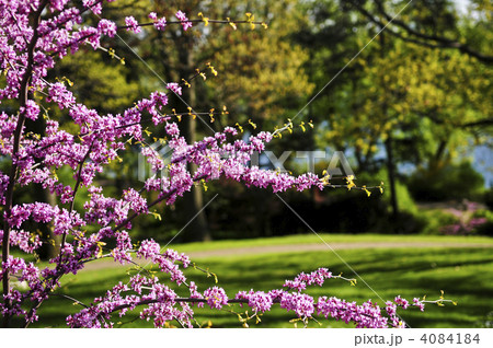 Blooming cherry tree in spring park 4084184