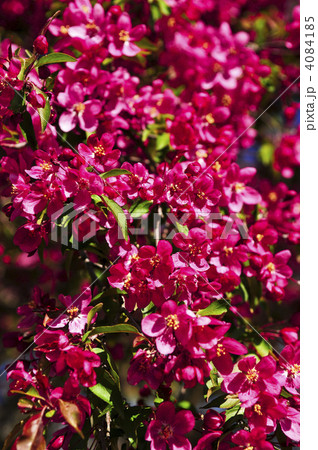 Blooming apple tree in spring park 4084185
