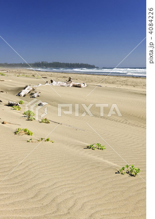 Sandy beach on Pacific ocean in Canada 4084226