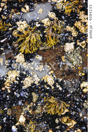 Mussels and barnacles at low tide 4084235