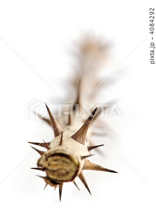 Rose branch with thorns 4084292