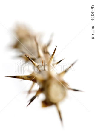 Rose branch with thorns 4084295