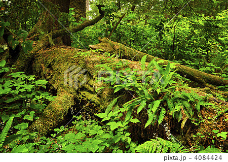 Lush temperate rainforest 4084424