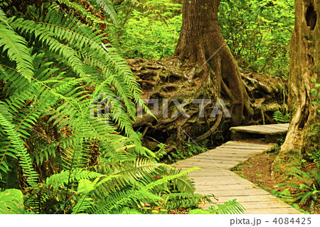 Path in temperate rainforest 4084425