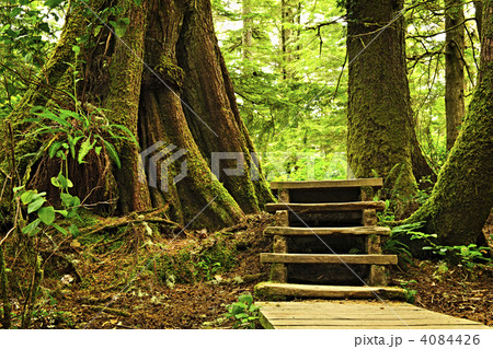 Path in temperate rainforest 4084426
