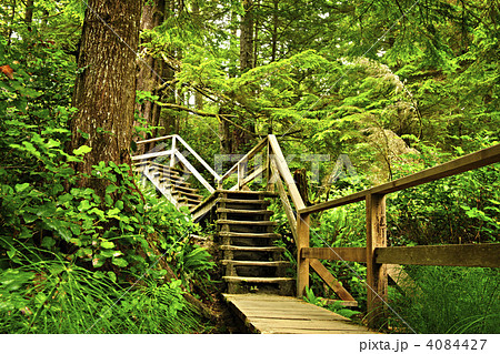 Path in temperate rainforest 4084427
