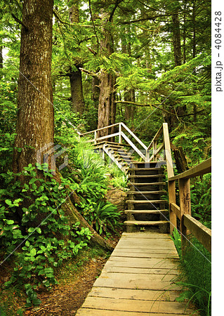 Path in temperate rainforest 4084428