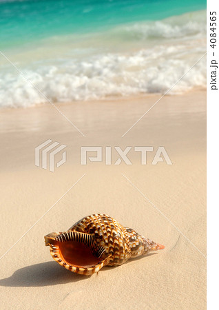 Seashell and ocean wave 4084565