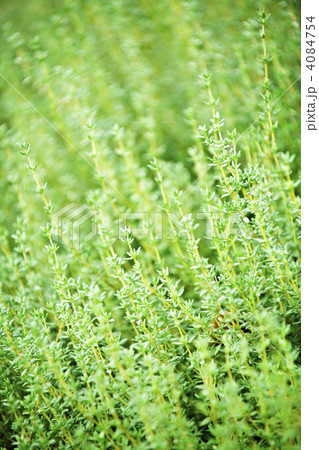 Thyme plants Thyme plants 4084754