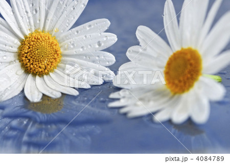 Daisy flowers with water drops Daisy flowers with water drops 4084789