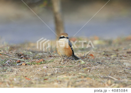 モズ モズ 4085084