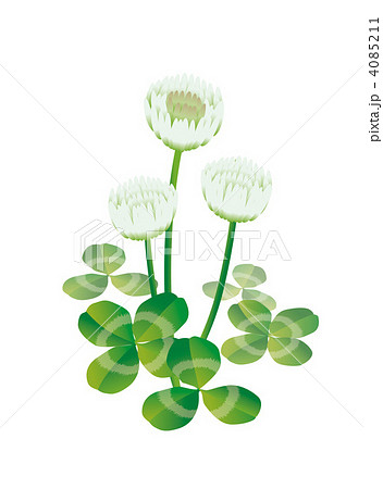 シロツメクサのイラスト素材
