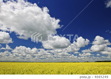 Canola field 4085249