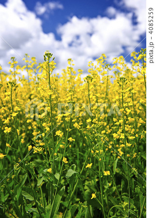Canola plants in field 4085259
