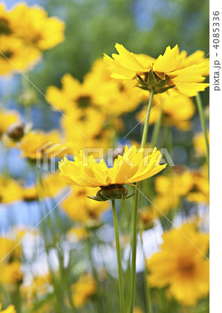 Yellow coreopsis flowers 4085336