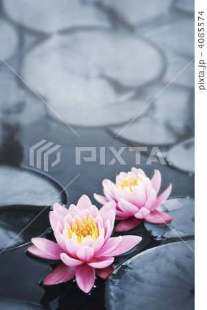 Lotus blossoms Lotus blossoms 4085574