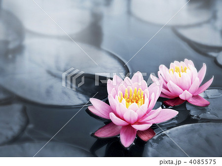 Lotus blossoms 4085575