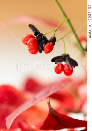 赤い実_　にしきぎ 4087434