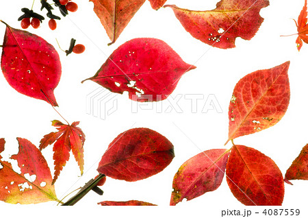 枯葉　_　秋 4087559