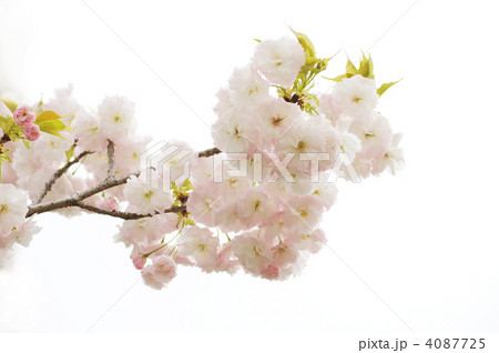 八重桜（松月） 4087725