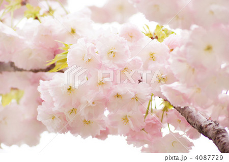 八重桜(松月) 八重桜(松月) 4087729