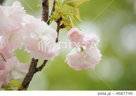 八重桜(松月) 八重桜(松月) 4087740