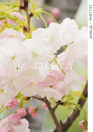 八重桜(松月) 八重桜(松月) 4087742