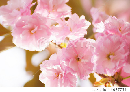 八重桜(関山) 八重桜(関山) 4087751