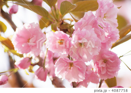 八重桜（関山） 4087758