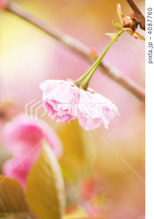 八重桜（関山） 4087760