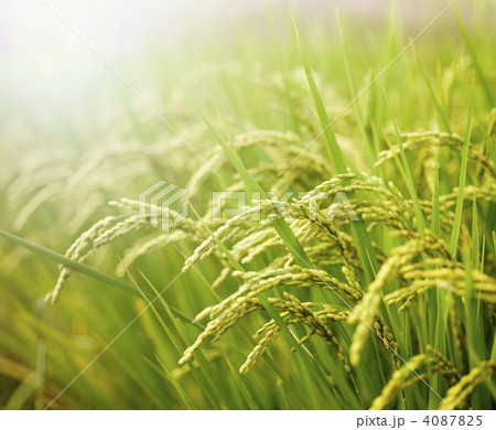 稲穂 4087825