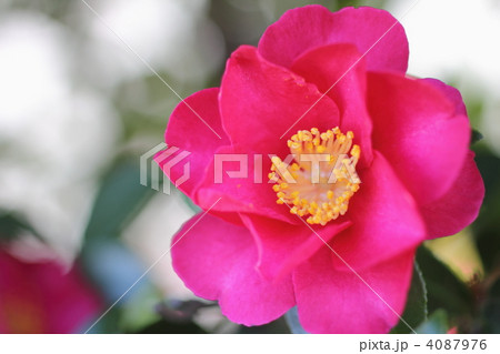 さざんか 4087976