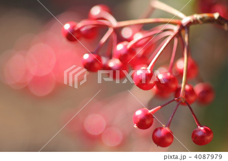 ピラカンサの実 4087979