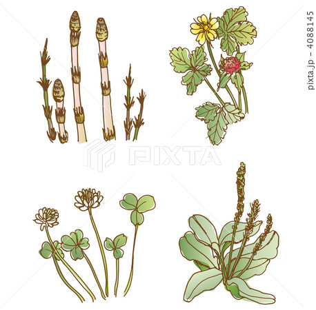 春の花2 春の花2 4088145