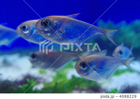 ネンブツダイ(念仏鯛) ネンブツダイ(念仏鯛) 4088229