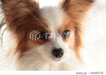 見つめる目 4088376