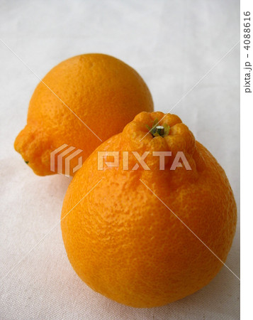 不知火 でこぽん 不知火 でこぽん 4088616