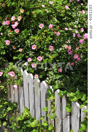 Garden fence with roses 4091285
