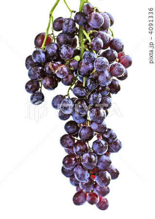 Red grapes Red grapes 4091336