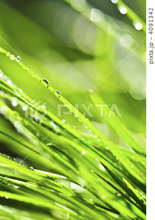 Green grass background 4091342