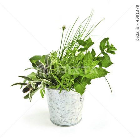 Fresh herbs 4091379