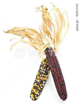 Indian corn 4091443