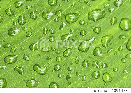 Green leaf background with raindrops 4091473