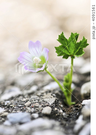 Flower growing from crack in asphalt 4091561