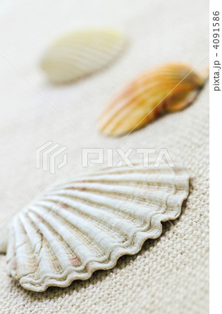 Seashells 4091586