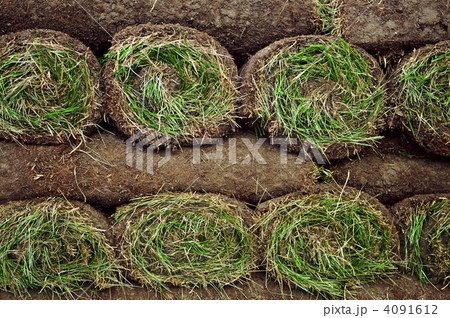 Rolled sod 4091612