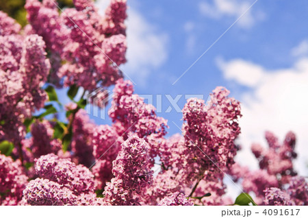 Lilac 4091617