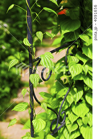 Vine on wrought iron arbor Vine on wrought iron arbor 4091656
